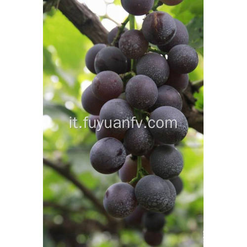 La migliore uva rossa fresca da esportazione